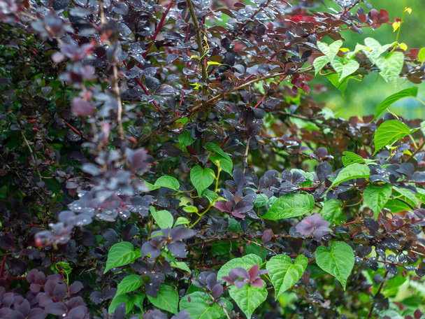 krzew jagodowy w ogrodzie po deszczu, latem - Zdjęcie, obraz