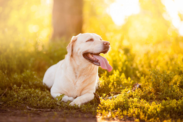 Activo, sonriente y feliz perro labrador de raza pura paseo amarillo en el parque de hierba en el día de verano puesta de sol. Concepto golden retriever relax de aventura de la vida - Foto, imagen