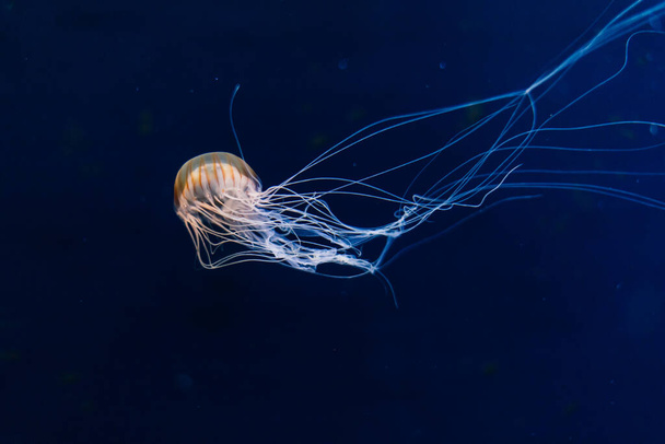Jellyfish on blue background from Aquarium in Prague. - Photo, Image