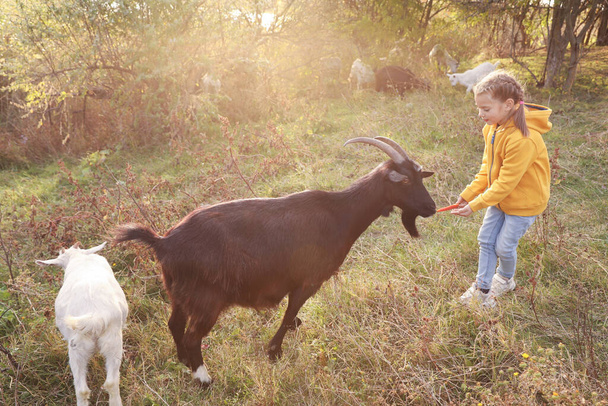 Farm animal. Cute little girl feeding goat on pasture - Φωτογραφία, εικόνα