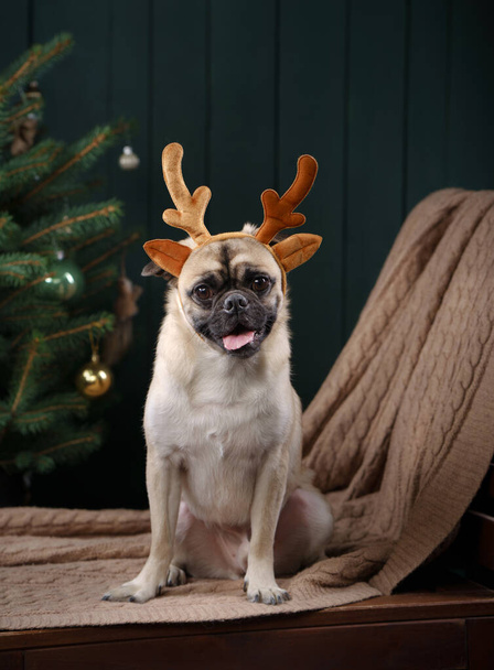 Dog in christmas horns. New Years mood. pug in holiday interior at home - Photo, image