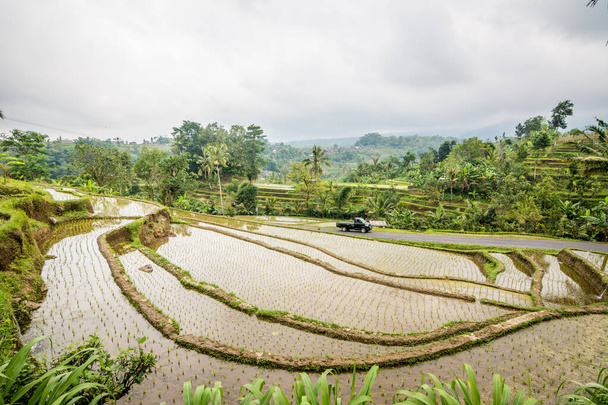 views to tegallalang rice field, indonesia - Фото, изображение