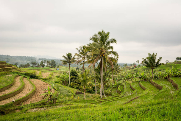 θέα στο χωράφι με το ρύζι tegallalang, Ινδονησία - Φωτογραφία, εικόνα