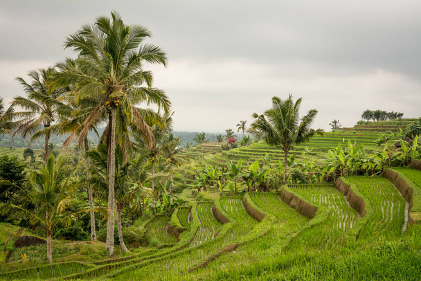 vistas al campo de arroz tegallalang, indonesia - Foto, Imagen