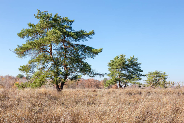 Tři samostatné borovice se zakřivenými větvemi, které rostou mezi loukami pokrytými vysokou zvadlou trávou na podzim slunečného dne - Fotografie, Obrázek