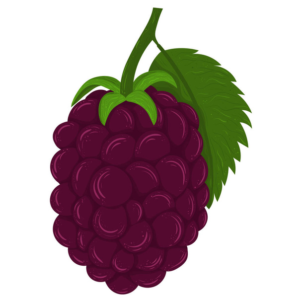 Cartoon illustration with colorful blackberry. Farm market product. - Vector, Image