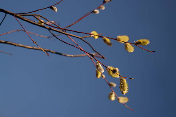 Spring willow branches on a background of blue sky. Beautiful scene of blooming fluffy buds - Photo, Image
