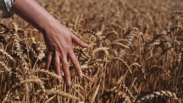 Mano femenina tocando trigo en un campo agrícola. - Imágenes, Vídeo