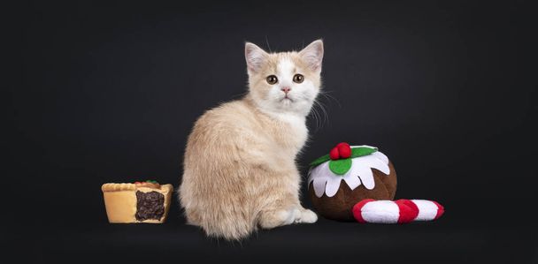 Αξιολάτρευτο χωρίς ουρά γατάκι, κάθεται προς τα πίσω στην άκρη inbetweek Χριστουγεννιάτικα κεράσματα σχήμα παιχνίδια. Κοιτάζοντας πίσω από τον ώμο προς την κάμερα με πεσμένα μάτια. απομονωμένη σε μαύρο φόντο. - Φωτογραφία, εικόνα