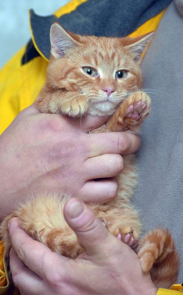 cute young three month old ginger cat in hands - Φωτογραφία, εικόνα