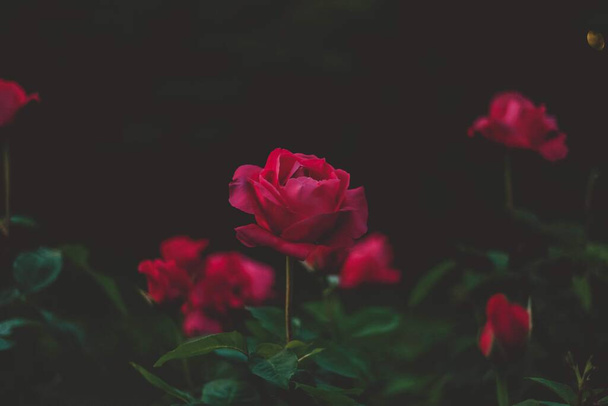 Roses in the evening park. - Foto, immagini