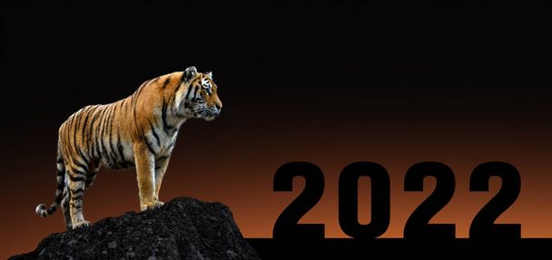 2022 újévi koncepciója. Újévi üdvözlőlap. Tigris a kövön naplementével  - Fotó, kép