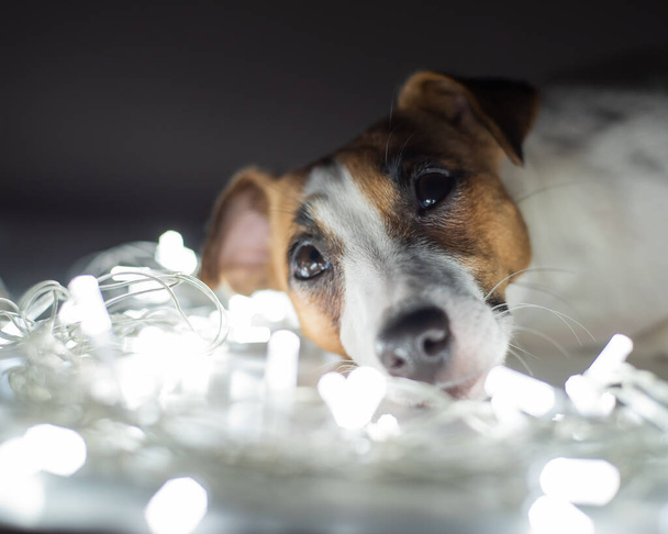 ジャックrussell terrier dogオンa garlandのクリスマス前夜 - 写真・画像