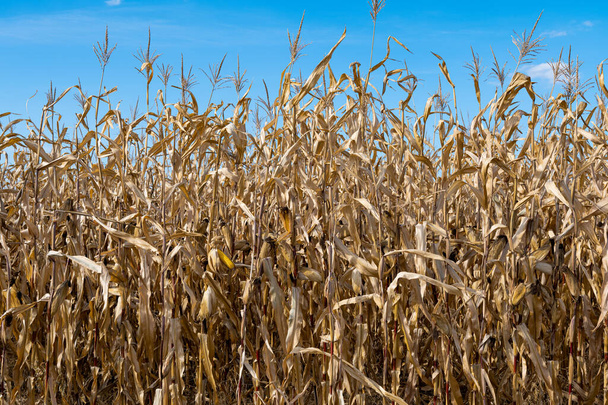 suchá kukuřice na poli za slunečného dne  - Fotografie, Obrázek