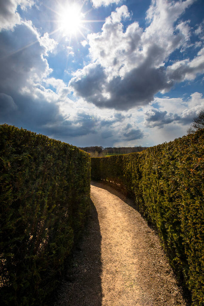 A view inside the Maze at Leeds Castle in Kent, UK. - Fotoğraf, Görsel