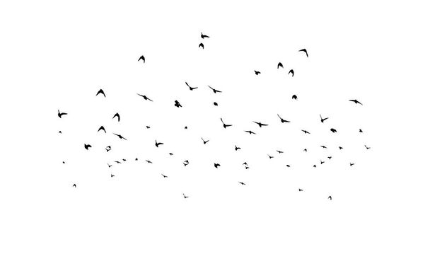 Egy csapat madár repült el. fekete-fehér vektor illusztráció - Vektor, kép