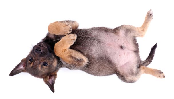 Funny puppy - Фото, зображення