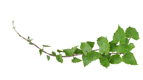 Grüne Blätter tropische invasive Rebpflanze (Mikania micrantha), bekannt als Bitterrebe oder Meile-eine-Minute-Weinkräuterpflanze, Dschungel-Rand isoliert auf weiß mit Schneidepfad. - Foto, Bild