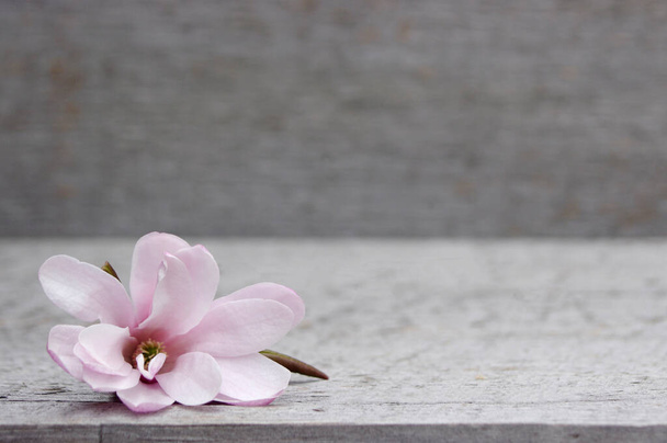 pink Magnolia flower on rustic wooden background with copy space  - Photo, Image