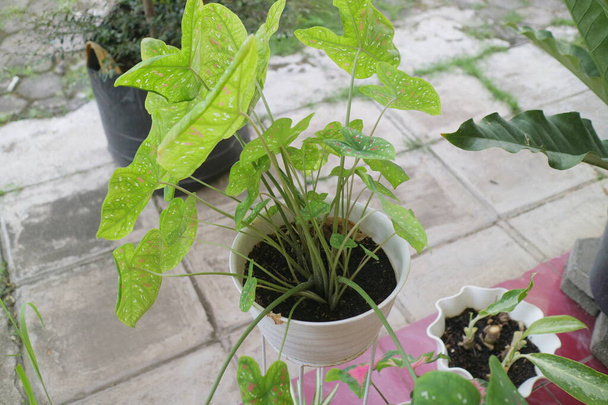 Green and fresh alocasia plant photo - Photo, Image