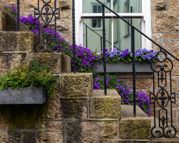 Beautiful purple flowers trailling down the steps of a building in the seaside town of St. Ives in Cornwall, UK. - Foto, immagini