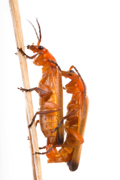Common red soldier beetle (Rhagonycha fulva) - Photo, Image
