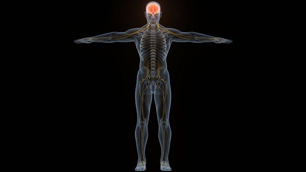Ανθρώπινο Κεντρικό Νευρικό Σύστημα Ανατομία του εγκεφάλου. 3d - Φωτογραφία, εικόνα