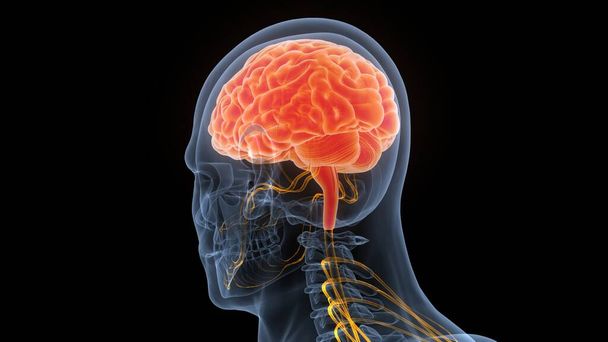 ヒト中枢神経系脳解剖学3D - 写真・画像