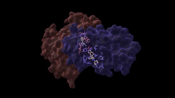 Кристалічна структура c-raf (raf-1), димера білка з мітогенною активацією. Анімовані 3D-мультфільми і моделі поверхні Гауса, ланцюгові id-колірні схеми, PDB 3omv, чорний фон - Кадри, відео