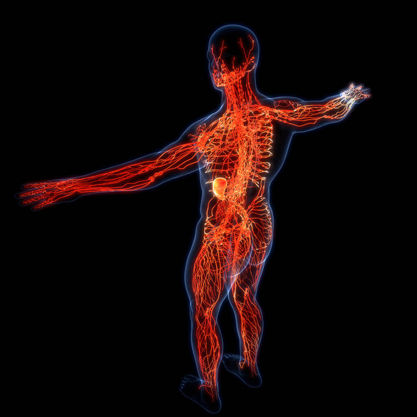 Человеческая внутренняя система Lymph Nodes Anatomy. 3D - Фото, изображение