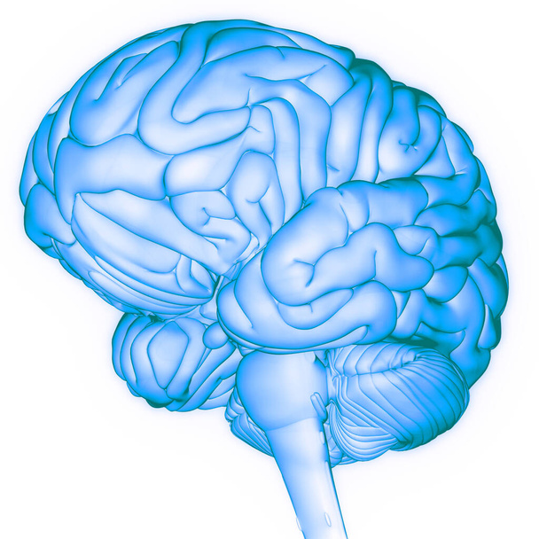 Anatomía cerebral del sistema nervioso central humano. 3D - Foto, Imagen