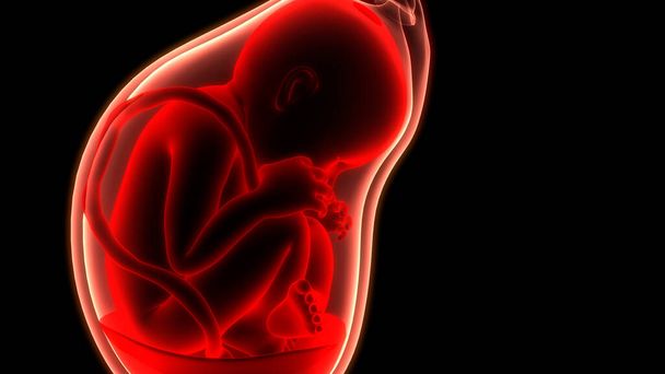 Ludzki płód w anatomii macicy. 3D - Zdjęcie, obraz