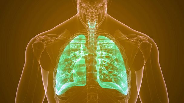 Sistema Respiratório Humano Anatomia Pulmonar. 3D - Foto, Imagem