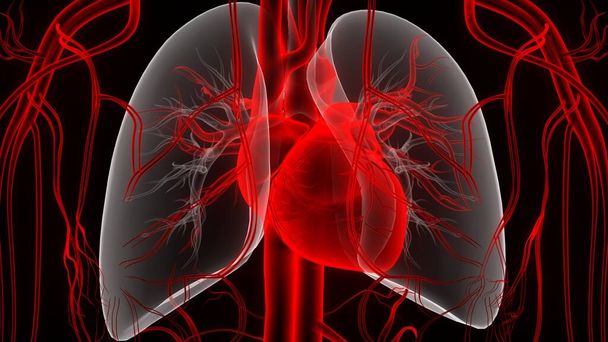 Anatomie srdce lidského oběhového systému. 3D - Fotografie, Obrázek
