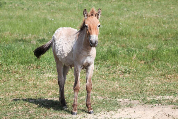 El caballo de Przewalski en un campo
 - Foto, imagen
