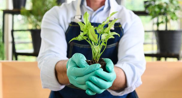 庭師の先輩家の庭師の趣味として手に土で新鮮な苗を持っています。新しい生命と環境保全の概念 - 写真・画像