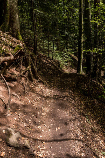 Wąska ścieżka przez zielony i ciemny las - Zdjęcie, obraz