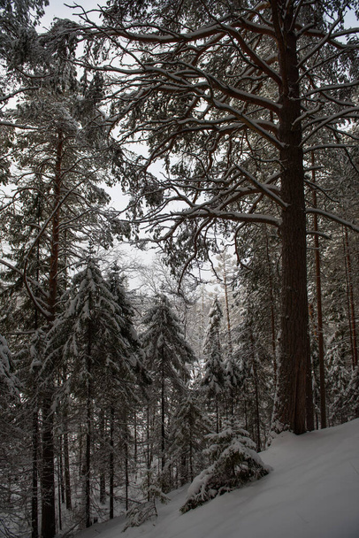 Karla kaplı bir kış ormanı. Ağaçlar don ve kalın kar örtüleriyle kaplı.. - Fotoğraf, Görsel