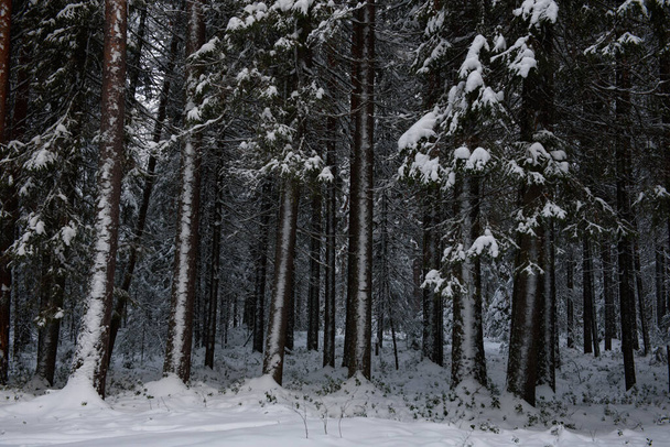 Un paesaggio innevato di una foresta invernale con alberi ricoperti di gelo e spessi cappucci di neve. - Foto, immagini