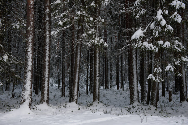 Ένα χιονισμένο τοπίο χειμερινού δάσους με δέντρα καλυμμένα με παγετό και πυκνά καπάκια χιονιού. - Φωτογραφία, εικόνα