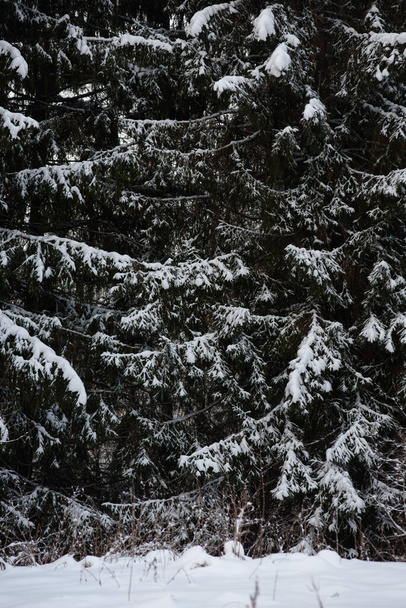 Snow covered dark forest. Close up background. - Foto, imagen