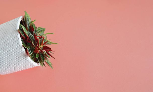 Peperomy rosso в білому квітковому горщику на рожевому тлі, вид зверху з копіювальним простором, мінімалізм і зв'язок з концепцією природи
 - Фото, зображення