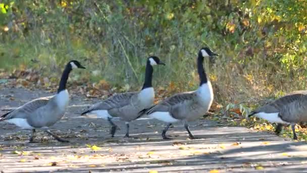 Canada Geese crossing road (Branta Canadensis) ) - Imágenes, Vídeo