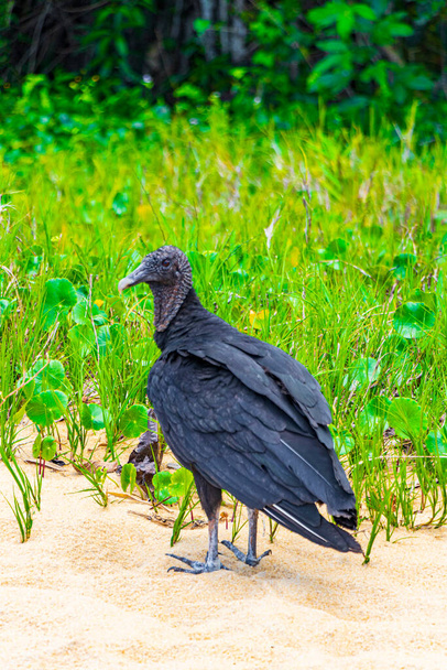 Tropical Black Vulture Coragyps atratus brasiliensis lonely on the Mangrove and Pouso Beach sand in the nature of Ilha Grande Rio de Janeiro Brazil. - Zdjęcie, obraz