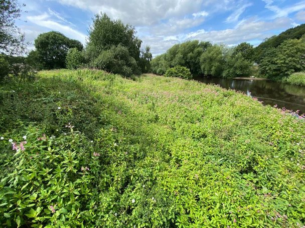 View across the banks of the River Calder, with wild plants, and trees in, Mirfield, Yorkshire, UK - Photo, Image