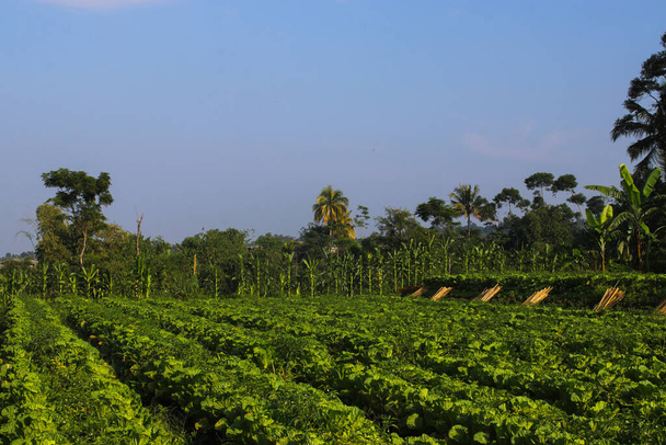 Φρέσκα πράσινα κινέζικα λάχανα πεδία στην Ινδονησία τοπικό αγρόκτημα. - Φωτογραφία, εικόνα