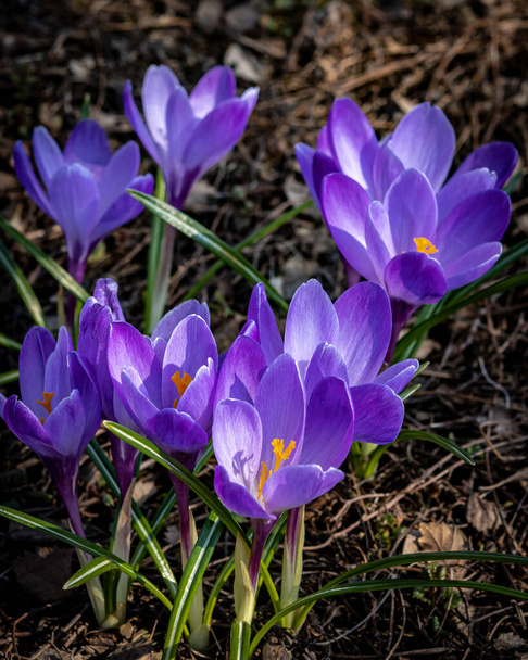 Close-up of purple crocus flowers in bloom.  - Fotoğraf, Görsel