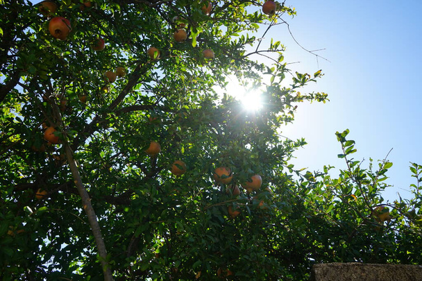 Der Granatapfel, Punica granatum, ist ein fruchttragender sommergrüner Strauch aus der Familie der Lythraceae, Unterfamilie Punicoideae. Kolympia, Rhodos, Griechenland - Foto, Bild