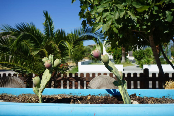 Opuntia s jedlým ovocem. Opuntia, běžně nazývaná pichlavá hruška, je rod kvetoucích rostlin z kaktusové čeledi Kaktusovitých. Kolympia, Rhodos, Řecko - Fotografie, Obrázek