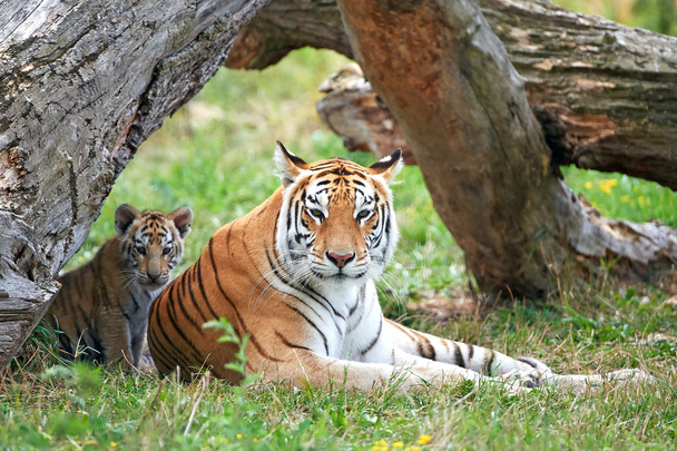 Bengal tiger (Panthera tigris tigris) - Photo, Image